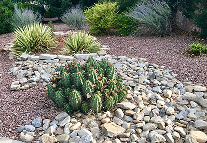 water-conservation-desert-landscaping