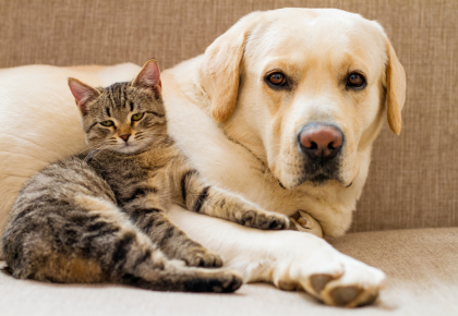 Condominium pet policies