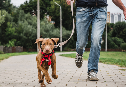 dog being walked on a leash