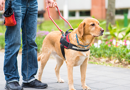 California service dog laws