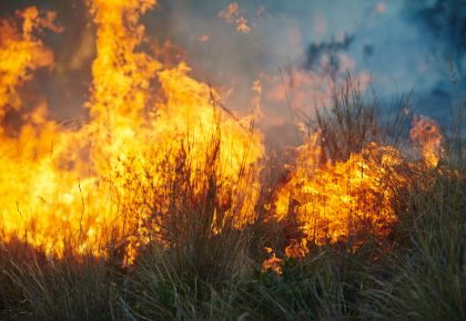 Forest fire, weathering the storm