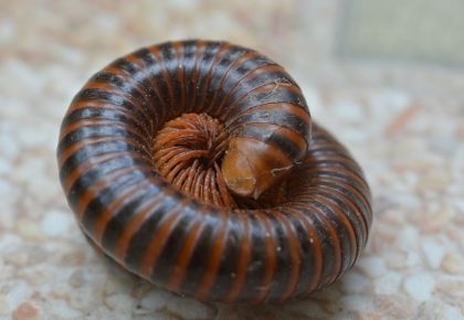Millipede curled up