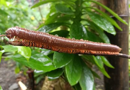 Millipeded on a tree branch