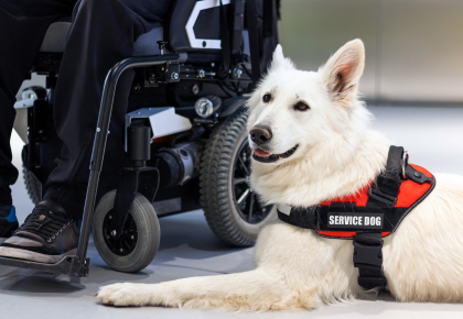 Service dog