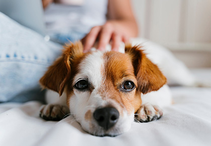Maryland service dog laws