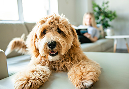 NJ emotional support animal laws 