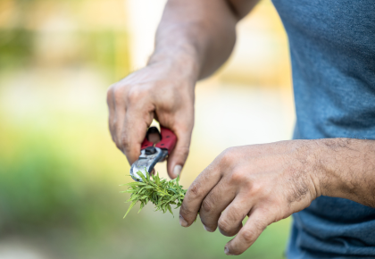 Cannabis cultivation on private property