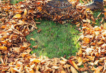 Raking leaves