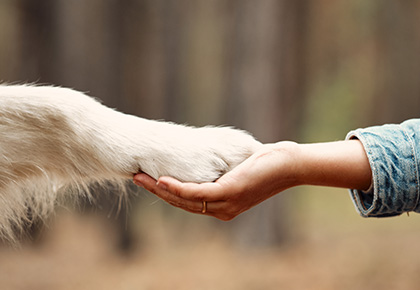 Nevada emotional support animal laws