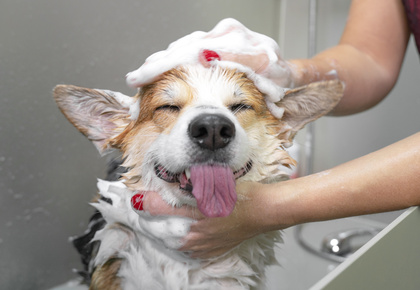 new york pet law