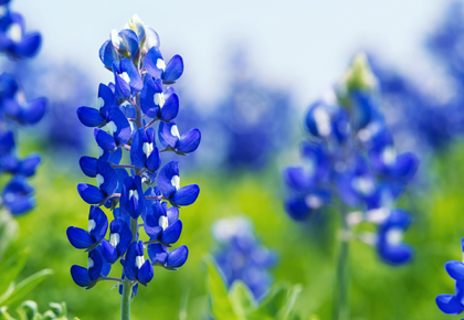 Texas bluebonnets in spring