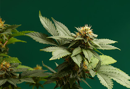 virginia cannabis laws