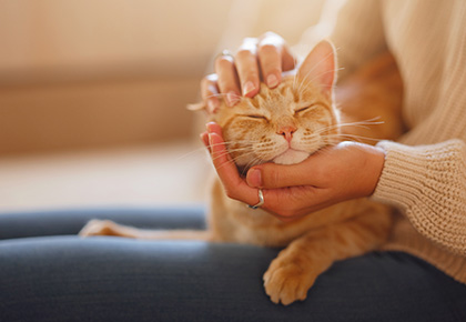 DC emotional support animal laws