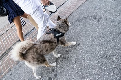 Maryland service dog laws