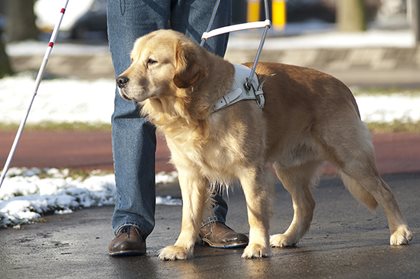 What You Need to Know About Service Animals in Your Community