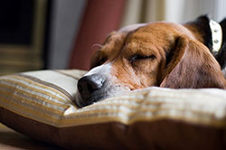 Learn more about leaving your dog in a dog resort Learn more about leaving your dog in a dog resort