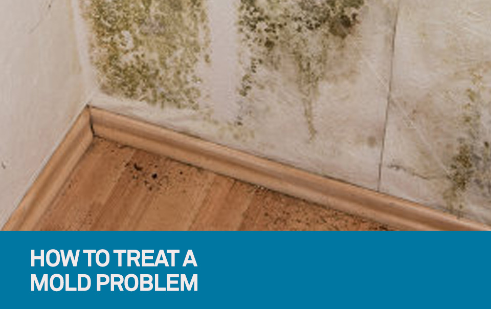 How to treat mold